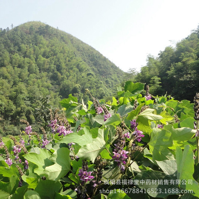 葛花3