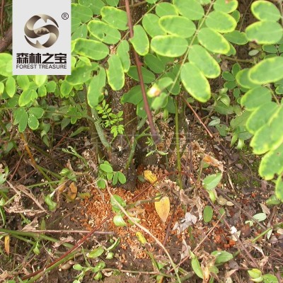 森林之宝烘干斗米虫云实树蛀虫鸟不踏刺虫天牛幼虫补充白蛋白批发图3