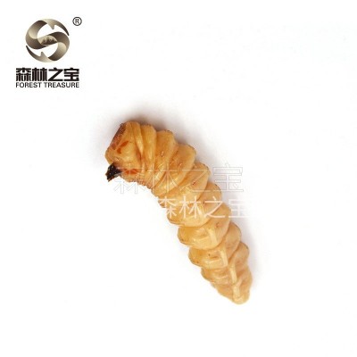 森林之宝烘干斗米虫云实树蛀虫鸟不踏刺虫天牛幼虫补充白蛋白批发图4