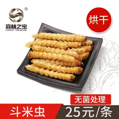 森林之宝斗米虫活体虫子午虫黄牛刺虫云实虫1条装补充白蛋白批发图5
