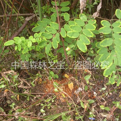 活体斗米虫云实树蛀虫鸟雀不踏刺虫阎王刺虫倒督黄狼虫子午虫精品图2