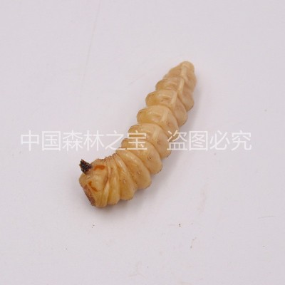 活体斗米虫云实树蛀虫鸟雀不踏刺虫阎王刺虫倒督黄狼虫子午虫精品图3