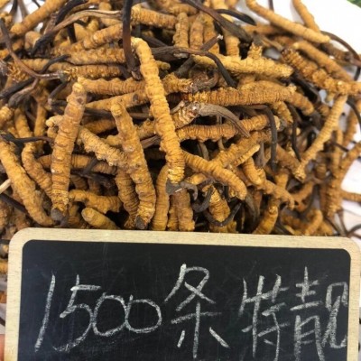西藏那曲冬虫夏草 原产地直供3条/g冬虫草冻干草批发无断草一手货图2