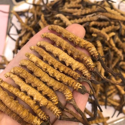 西藏那曲冬虫夏草 原产地直供3条/g冬虫草冻干草批发无断草一手货图4