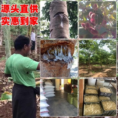 雪燕 产地拉丝雪燕 植物燕窝龙须500g袋装分销代发量大价优图4