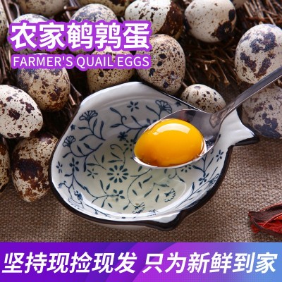 100枚 鹌鹑蛋新鲜生的农家杂粮喂养宝宝辅食产地直发破损包赔批发图3