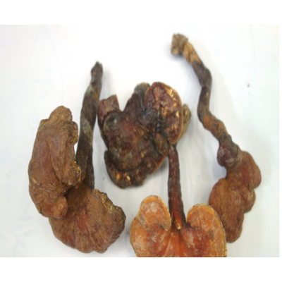 天然灵芝5-15厘米 野生灵芝 赤灵芝菌批发 手工选货 实物拍照图4