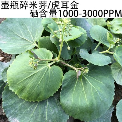 富硒荠菜粉硒蛋白 水溶性植物有机硒壶瓶堇叶碎米荠虎耳金图2