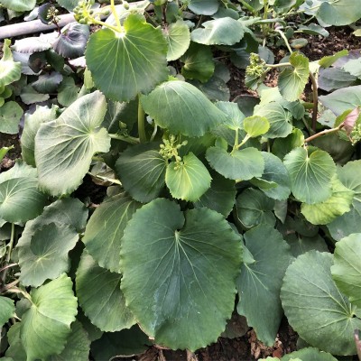 富硒荠菜粉硒蛋白 水溶性植物有机硒壶瓶堇叶碎米荠虎耳金图5