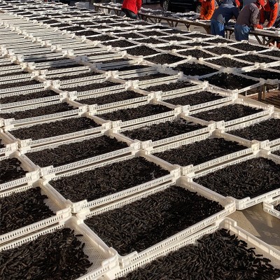 仙鹤岛厂家批发大连淡干海参50g辽刺参辽参干参非即食资质齐全图3