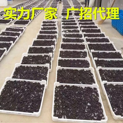 【源头工厂】大连纯淡干海参深海海参干货批发干海参礼盒一件代发图5
