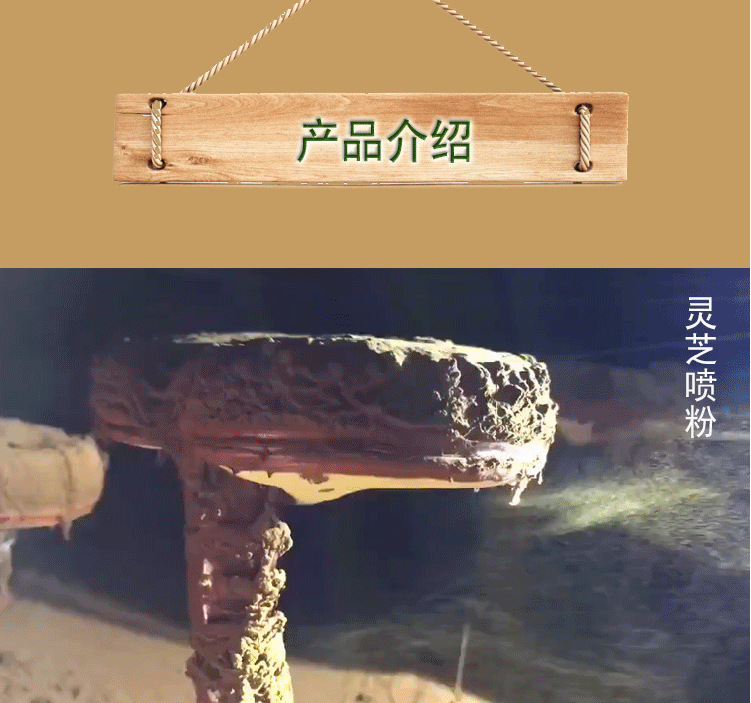 灵芝1