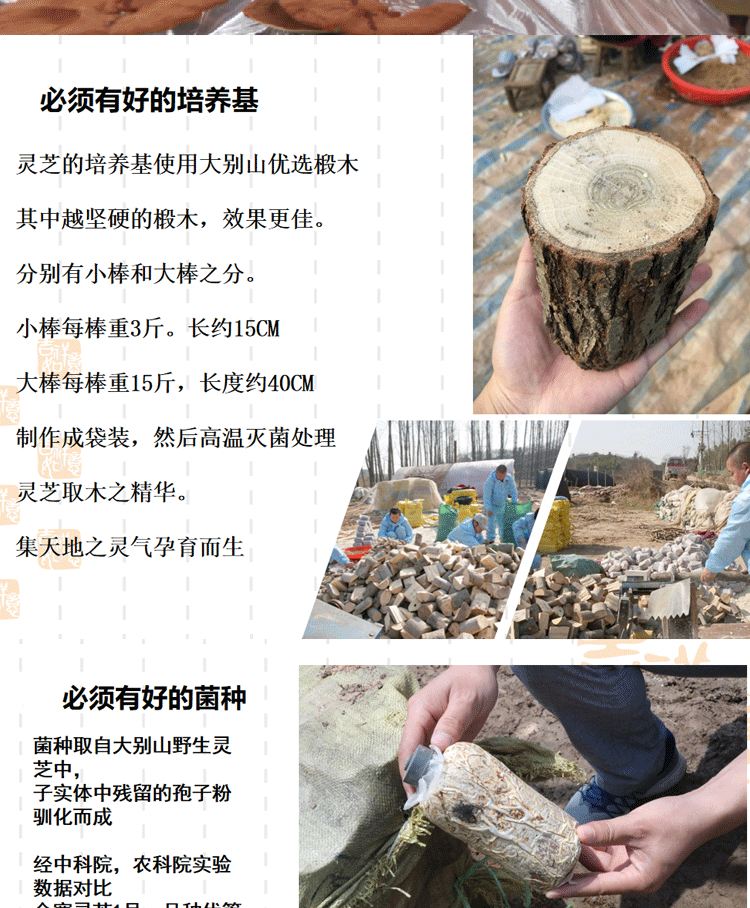 灵芝3
