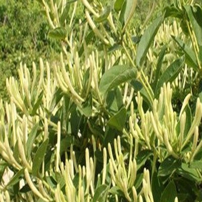 金银花茶 散装去清火茶叶 罐装金银花红枸杞菊花茶组合花茶水果茶图3
