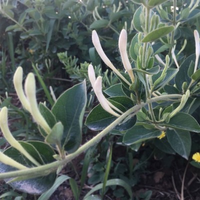 金银花茶 散装去清火茶叶 罐装金银花红枸杞菊花茶组合花茶水果茶图4