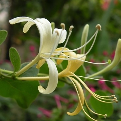 金银花茶 散装去清火茶叶 罐装金银花红枸杞菊花茶组合花茶水果茶图5