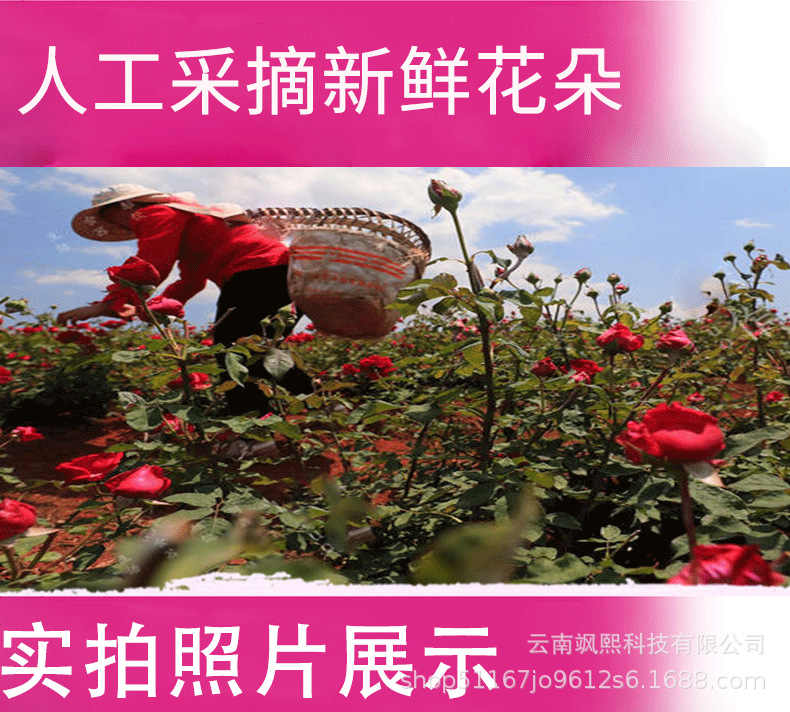墨红玫瑰_07.png