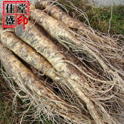 自产自销 长白山鲜人参 饭店 火锅店泡酒人参 500克图3