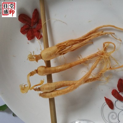 长白山保鲜参 鲜人参 吉林精选小人参 泡酒 厂家直销批发图3