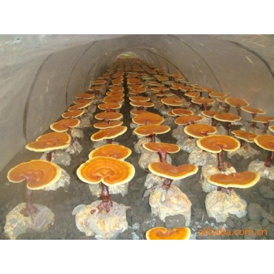 产地供套袋椴木灵芝孢子粉 椴木赤灵芝 破壁孢子粉 批发图3