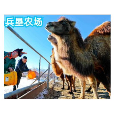小驼医官驼奶粉批发贴牌代工代加工骆驼奶粉厂家初乳配方驼奶图2