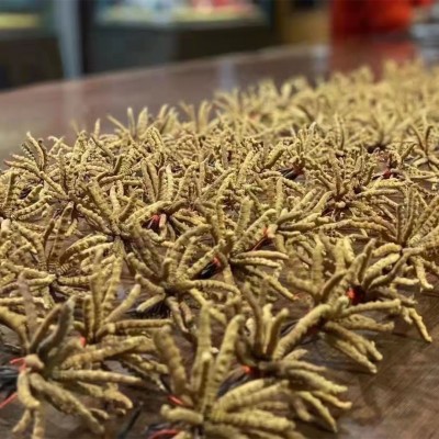 冬虫夏草批发 冻干虫草 零售批发可自选礼盒 量大从优图2