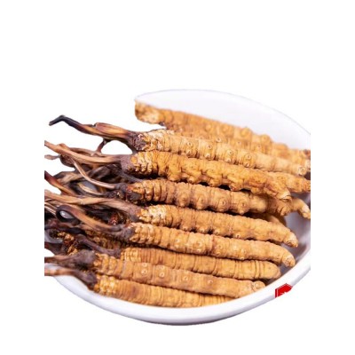冬虫夏草批发 冻干虫草 零售批发可自选礼盒 量大从优