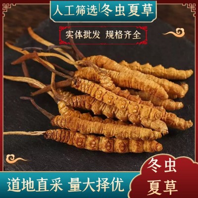 冬虫夏草批发 冻干虫草 零售批发可自选礼盒 量大从优图5