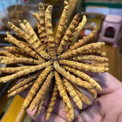 冬虫夏草批发 冻干虫草 零售批发可自选礼盒 量大从优图3
