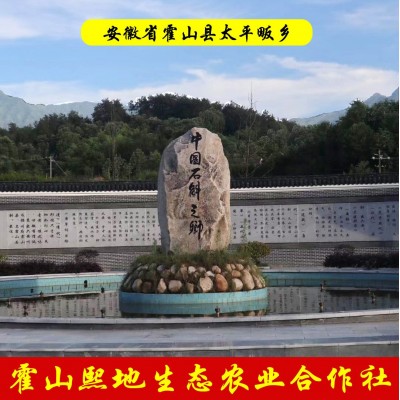 斛药师霍山石斛五年仿野生龙头凤尾正宗霍山米斛枫斗基地直供批发图4