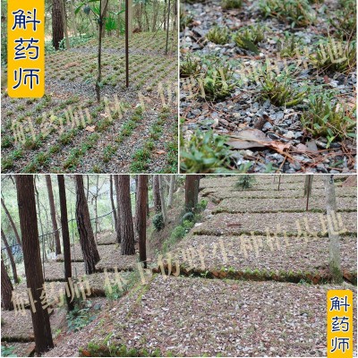 斛药师霍山铁皮石斛枫斗基地直供批发一件代发仿野生四年生 瓶装图4