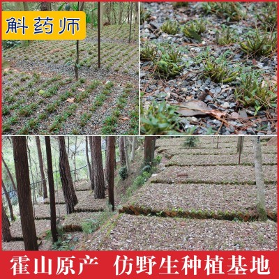 斛药师霍山产铁皮石斛枫斗五年特级仿野生种植基地批发直供 石斛粉图2