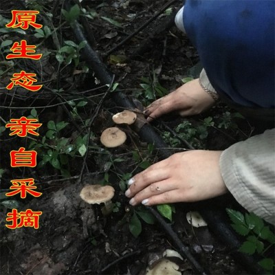 榛蘑 蘑菇批发 长白山特产 东北吉林 小鸡炖蘑菇 干货 无根 500克图2