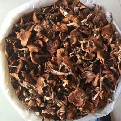 榛蘑 蘑菇批发 长白山特产 东北吉林 小鸡炖蘑菇 干货 无根 500克图5