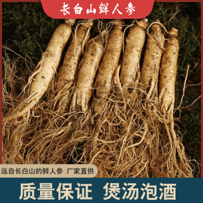 坏参包赔东北长白山现挖新鲜人参园参带土鲜参山参煲汤泡酒 多规格图5