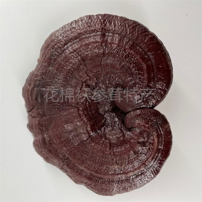 长白山灵芝 灵芝礼盒 会销礼品 灵芝 吉林特产 赤灵芝 灵芝批发图2