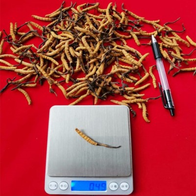 批发虫草 2根1克散装干货虫草 四川虫草泡酒料 虫草茶会销礼品图4