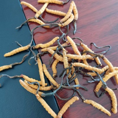 批发虫草 2根1克散装干货虫草 四川虫草泡酒料 虫草茶会销礼品