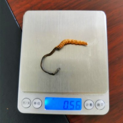 批发虫草 2根1克散装干货虫草 四川虫草泡酒料 虫草茶会销礼品图2