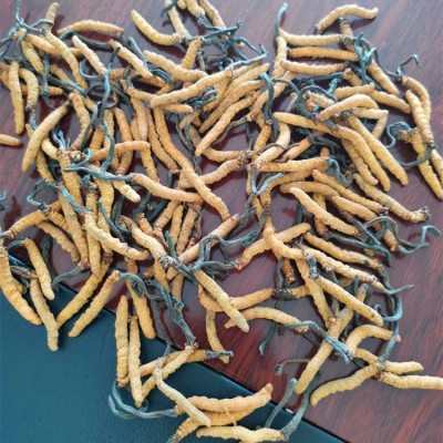 批发虫草 2根1克散装干货虫草 四川虫草泡酒料 虫草茶会销礼品图3