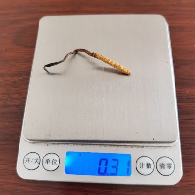 批发虫草 2根1克散装干货虫草 四川虫草泡酒料 虫草茶会销礼品图5