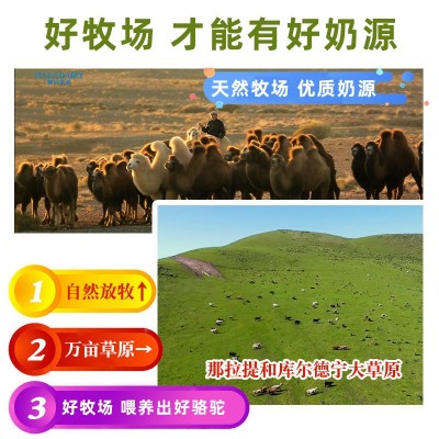 新疆骆驼奶粉益生菌驼乳粉固体饮料图5