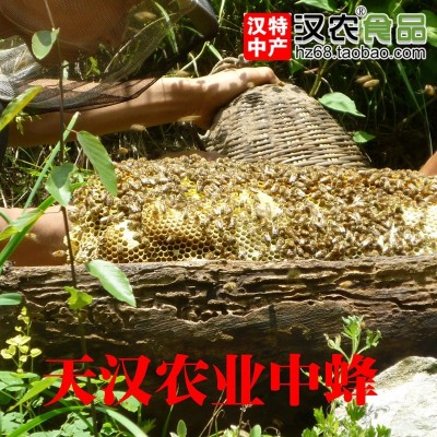 汉农中蜂木桶土蜂蜜500g古法割蜜一年只取一次秦岭山野花天然纯蜜图4