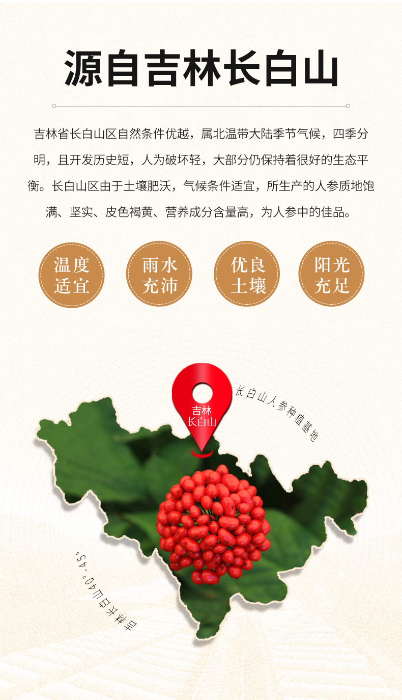 西洋参_02.jpg