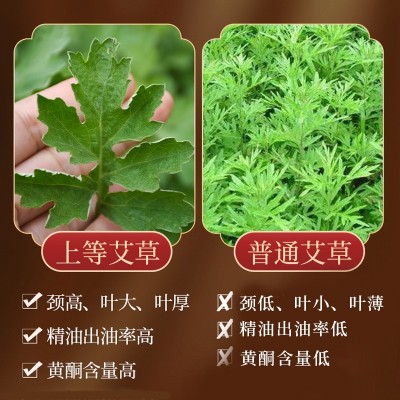 真阳艾金艾条图2