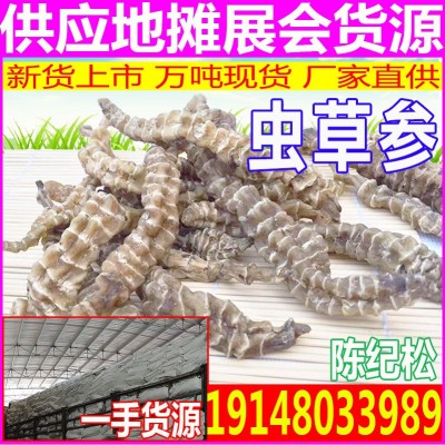 虫草参 批发展会干地参粗条干货 厂家供应高品质地参 虫草参