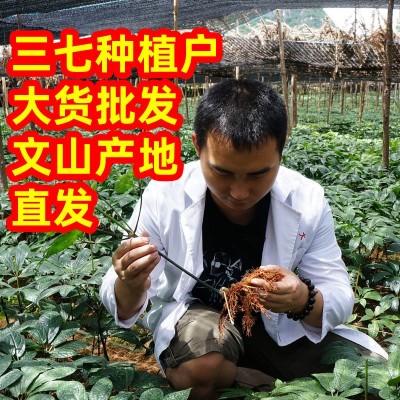 云南文山三七批发春三七产地20头30头田七可代磨三七超细粉三七粉图2