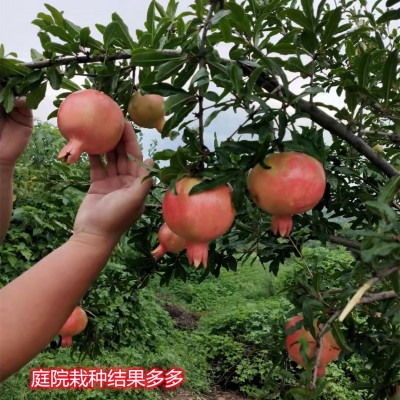 石榴苗木|石榴苗|银杏森林 查看