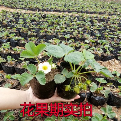 草莓苗、蓝田苗圃、草莓苗批发价格