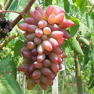 红乳葡萄_爱博欣农业_红乳葡萄的种植技术